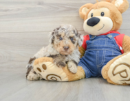 8 week old Poodle Puppy For Sale - Pilesgrove Pups