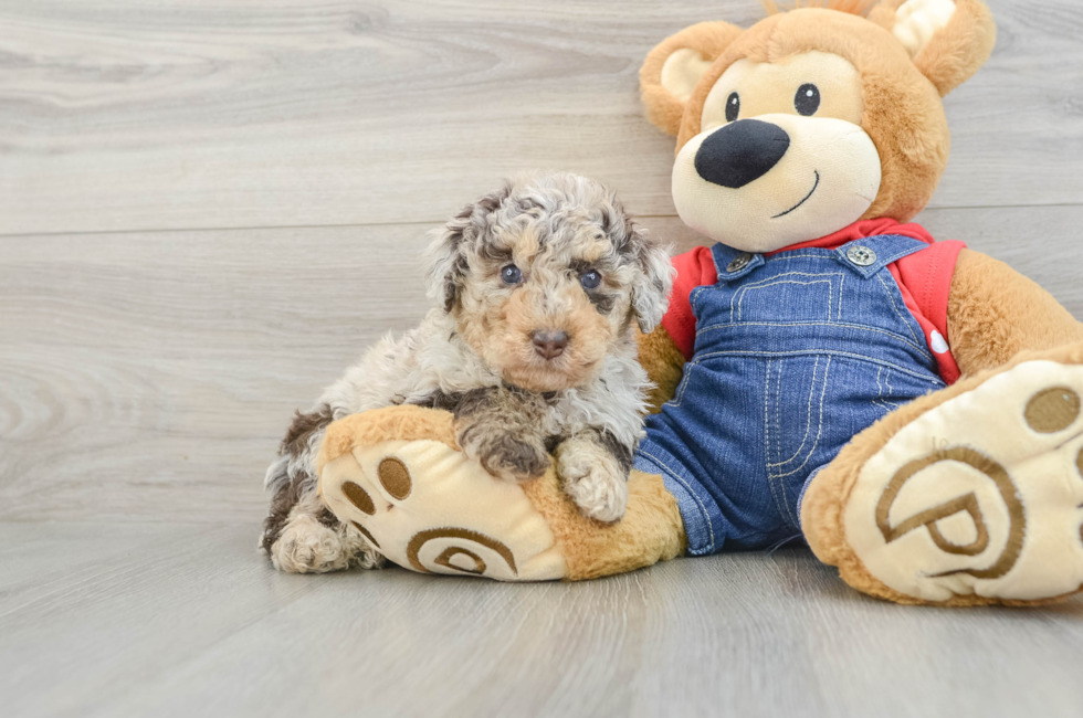 7 week old Poodle Puppy For Sale - Pilesgrove Pups