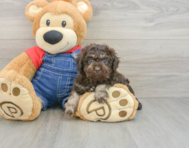 7 week old Poodle Puppy For Sale - Pilesgrove Pups