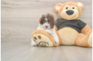 Poodle Pup Being Cute