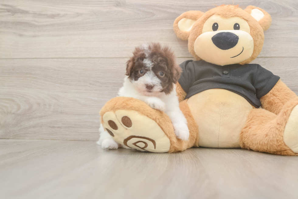 Poodle Pup Being Cute