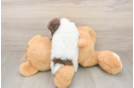 Poodle Puppy for Adoption