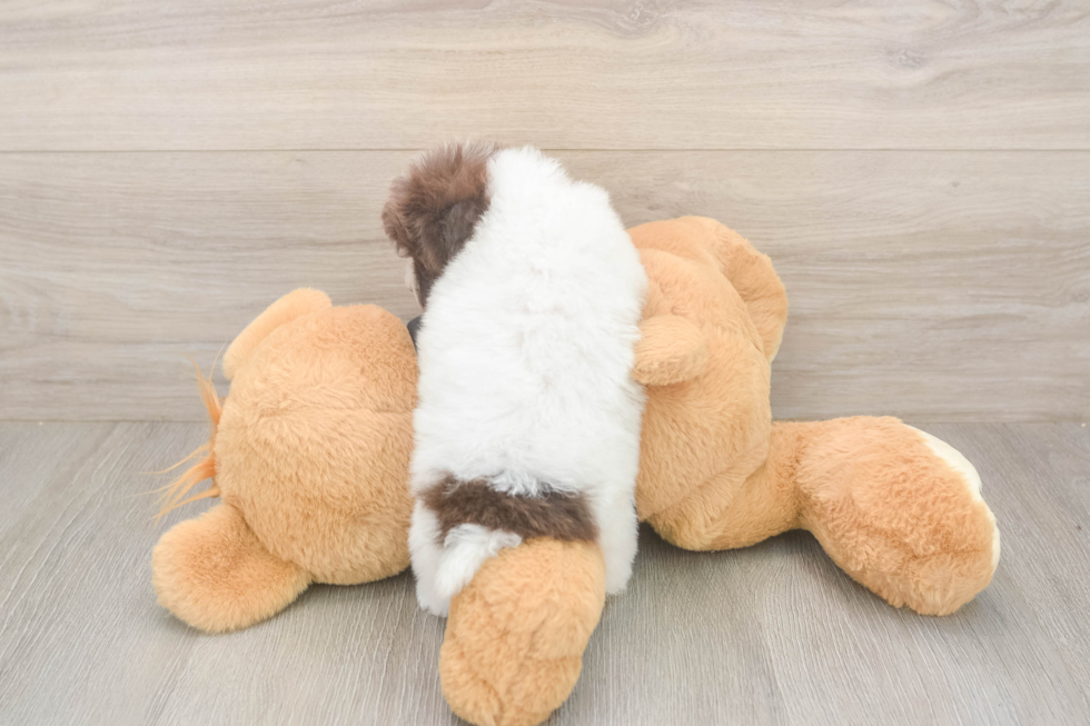 Poodle Puppy for Adoption