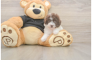 Hypoallergenic Poodle Purebred Pup