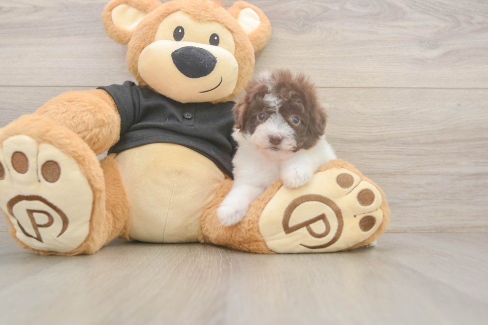 Hypoallergenic Poodle Purebred Pup