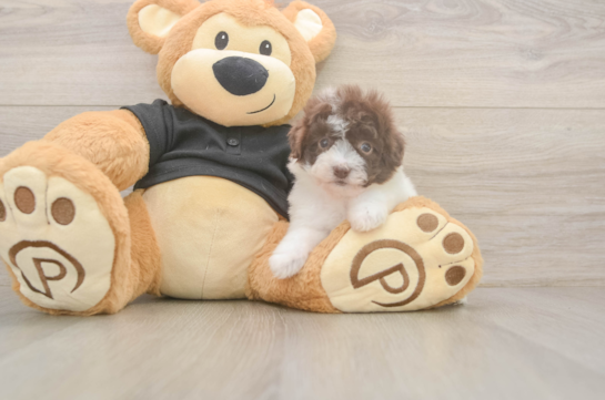 Hypoallergenic Poodle Purebred Pup