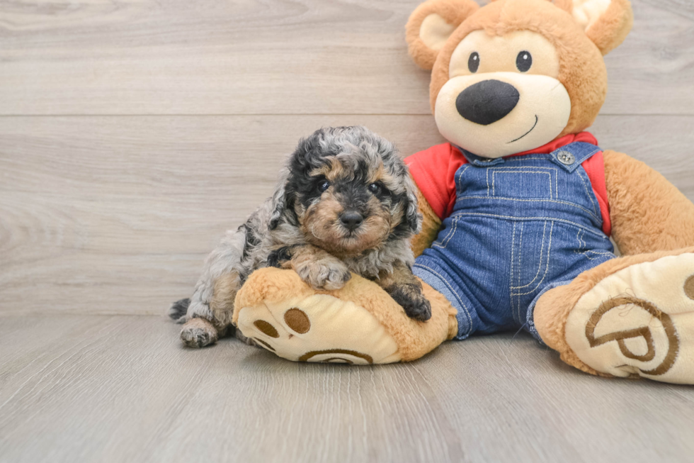 Popular Poodle Purebred Pup