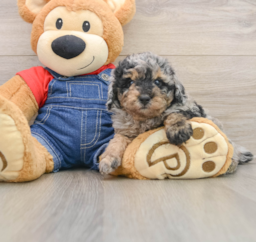 8 week old Poodle Puppy For Sale - Pilesgrove Pups