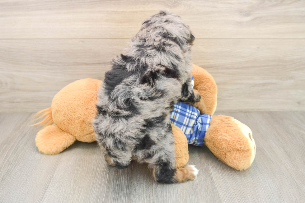 Friendly Poodle Purebred Pup
