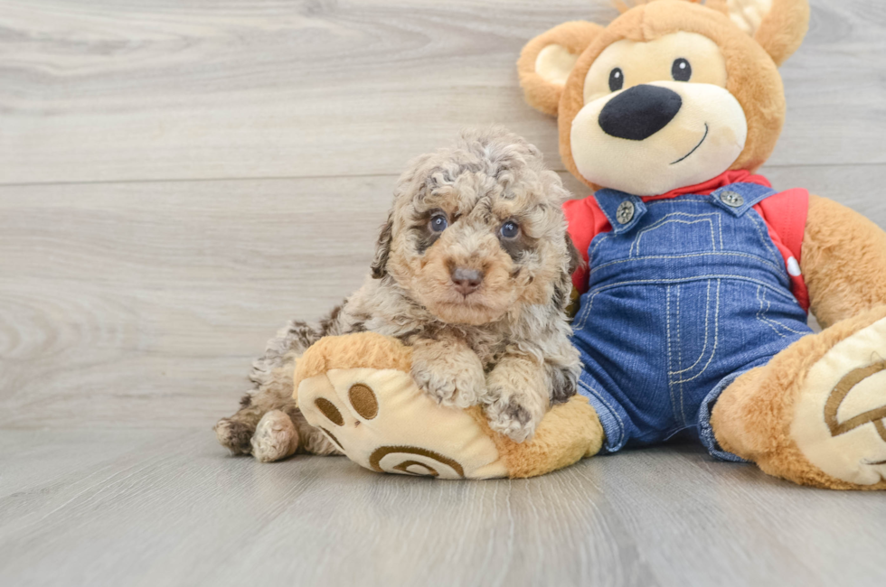 6 week old Poodle Puppy For Sale - Pilesgrove Pups