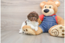Cute Pudel Purebred Puppy