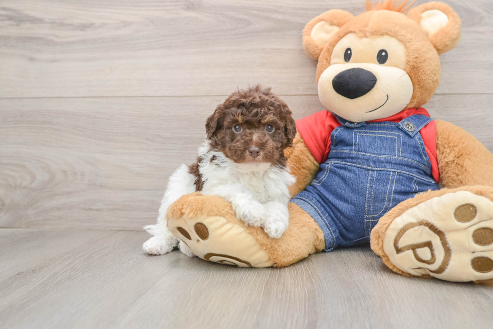 Cute Pudel Purebred Puppy