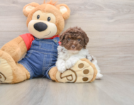 7 week old Poodle Puppy For Sale - Pilesgrove Pups