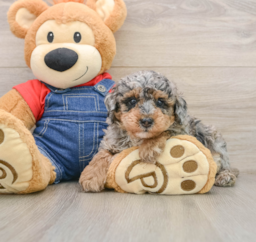 7 week old Poodle Puppy For Sale - Pilesgrove Pups