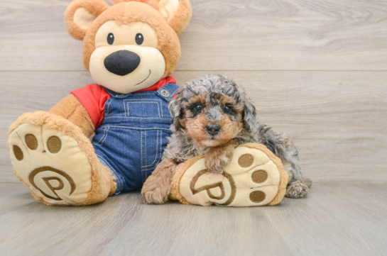 Akc Registered Poodle Purebred Pup
