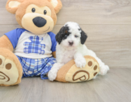 8 week old Poodle Puppy For Sale - Pilesgrove Pups