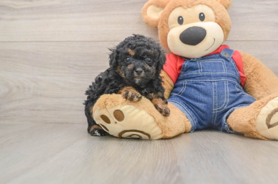 Popular Poodle Purebred Pup