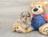 8 week old Poodle Puppy For Sale - Pilesgrove Pups