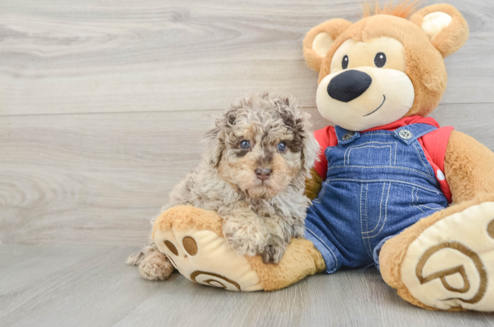 7 week old Poodle Puppy For Sale - Pilesgrove Pups