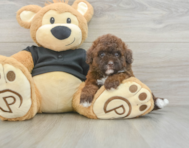6 week old Poodle Puppy For Sale - Pilesgrove Pups