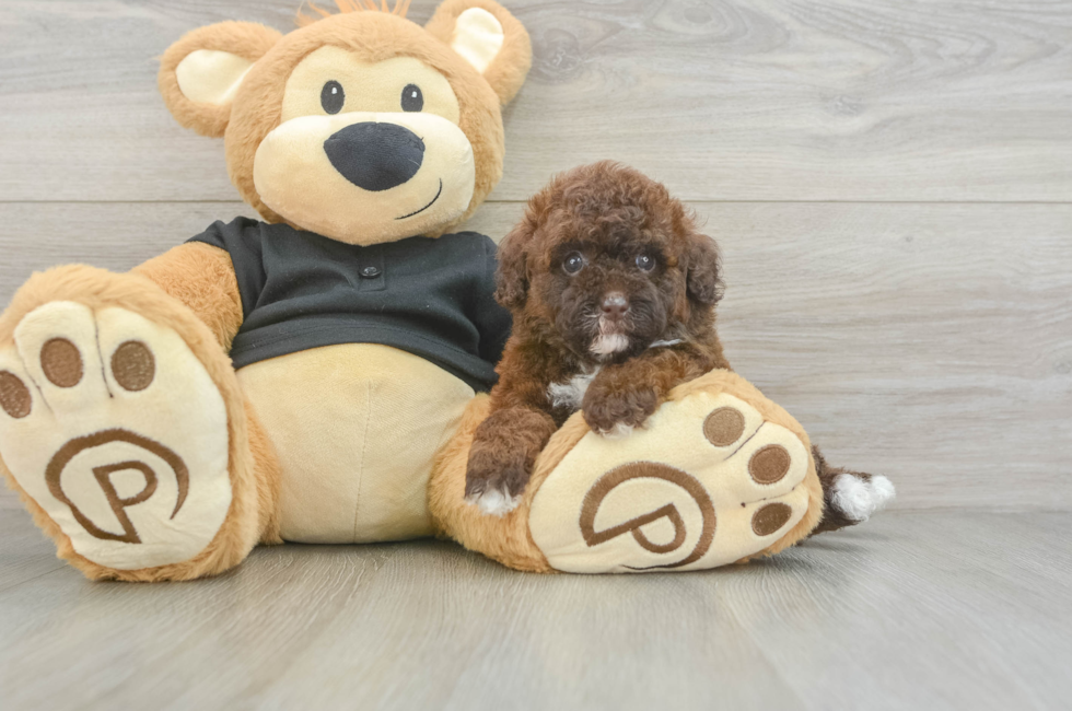 5 week old Poodle Puppy For Sale - Pilesgrove Pups