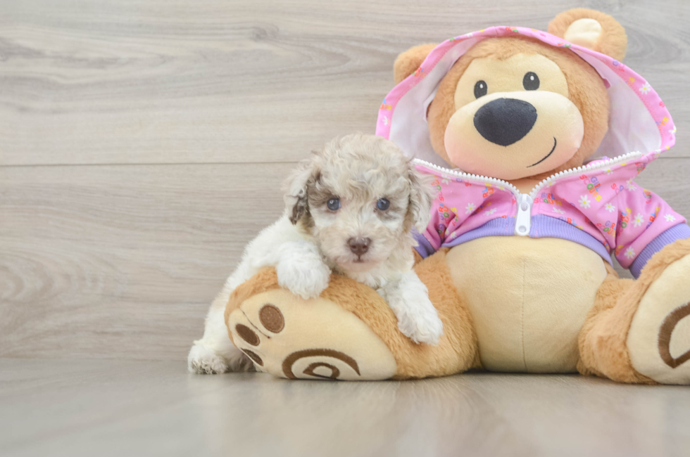 5 week old Poodle Puppy For Sale - Pilesgrove Pups