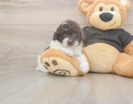 9 week old Poodle Puppy For Sale - Pilesgrove Pups