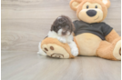 Poodle Puppy for Adoption