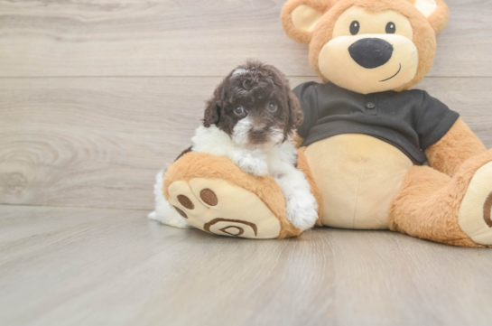 Poodle Puppy for Adoption