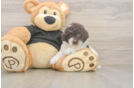 Poodle Puppy for Adoption