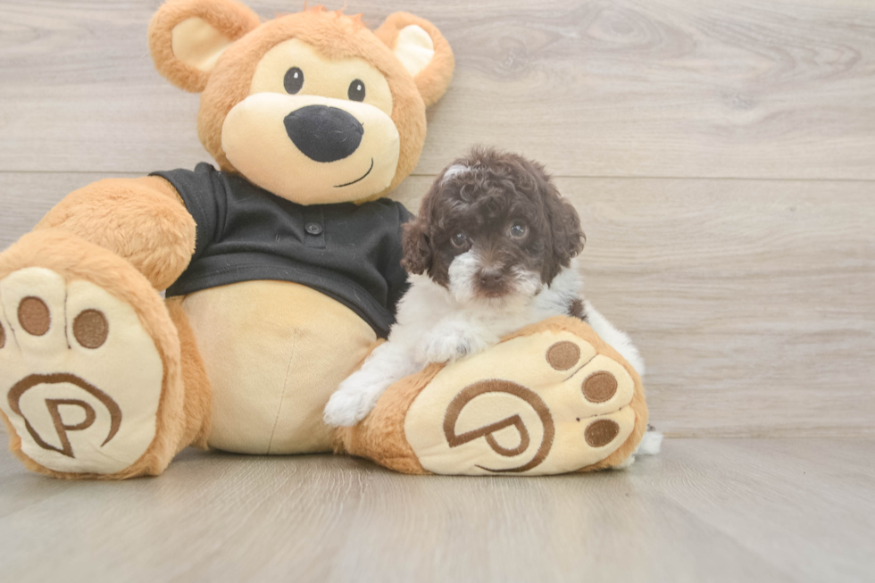 Poodle Puppy for Adoption