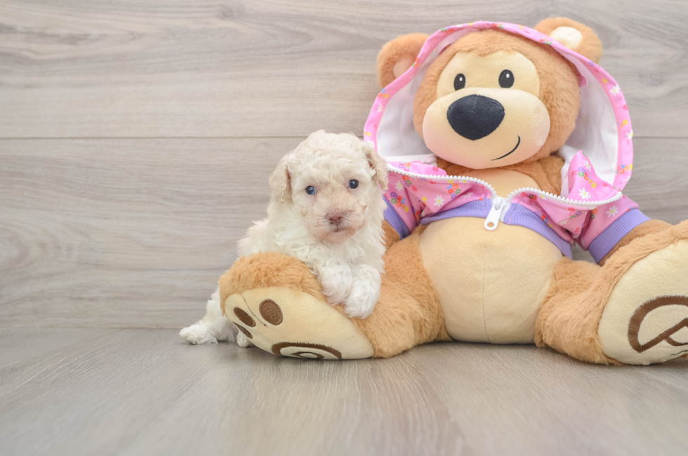 5 week old Poodle Puppy For Sale - Pilesgrove Pups