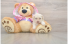 Adorable Toy Poodle Purebred Puppy