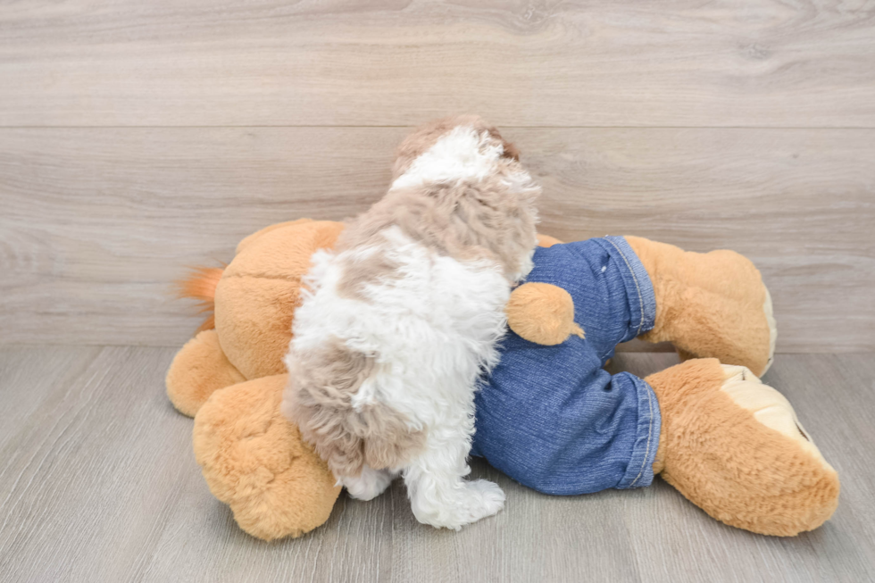 Poodle Puppy for Adoption