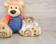8 week old Poodle Puppy For Sale - Pilesgrove Pups