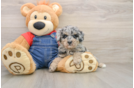 Adorable Pudle Purebred Puppy