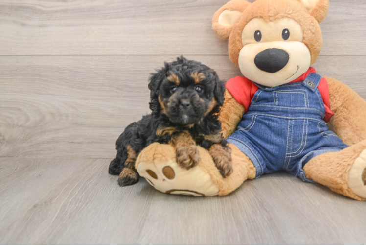 Poodle Puppy for Adoption