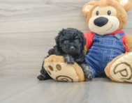 7 week old Poodle Puppy For Sale - Pilesgrove Pups