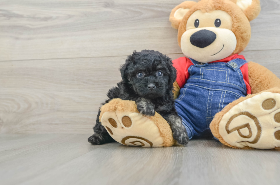 7 week old Poodle Puppy For Sale - Pilesgrove Pups