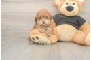 Funny Poodle Purebred Pup
