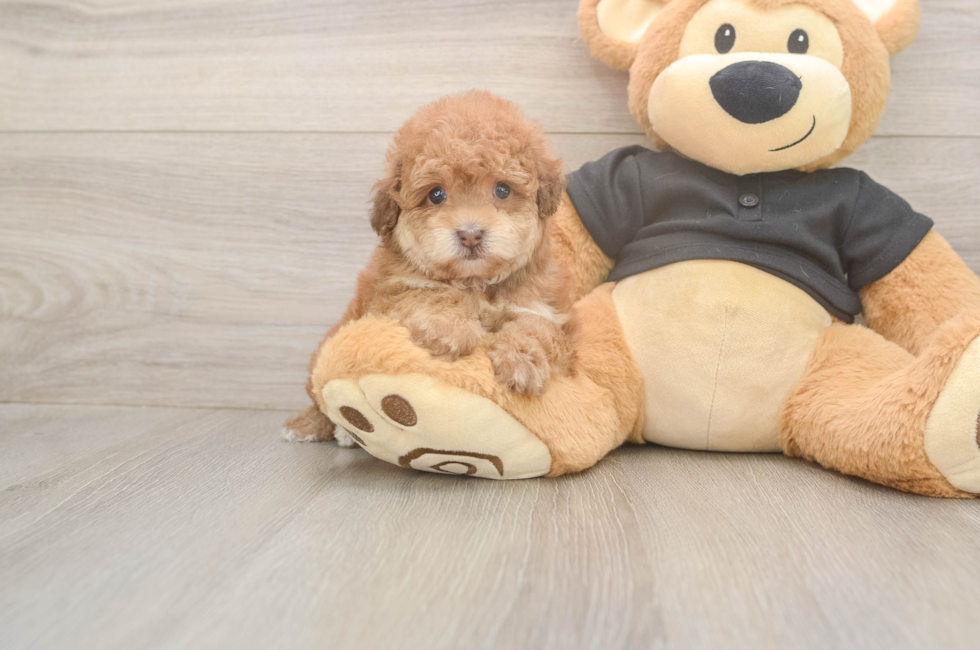 5 week old Poodle Puppy For Sale - Pilesgrove Pups
