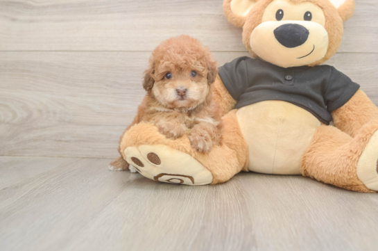 Funny Poodle Purebred Pup