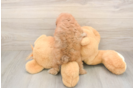 Poodle Puppy for Adoption