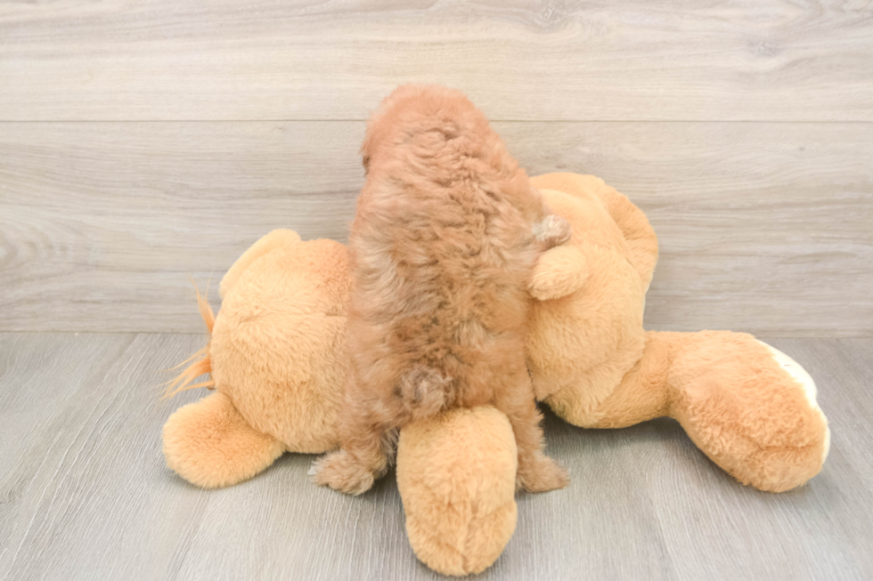 Poodle Puppy for Adoption