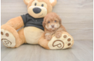 Popular Poodle Purebred Pup
