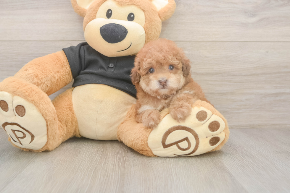 Popular Poodle Purebred Pup