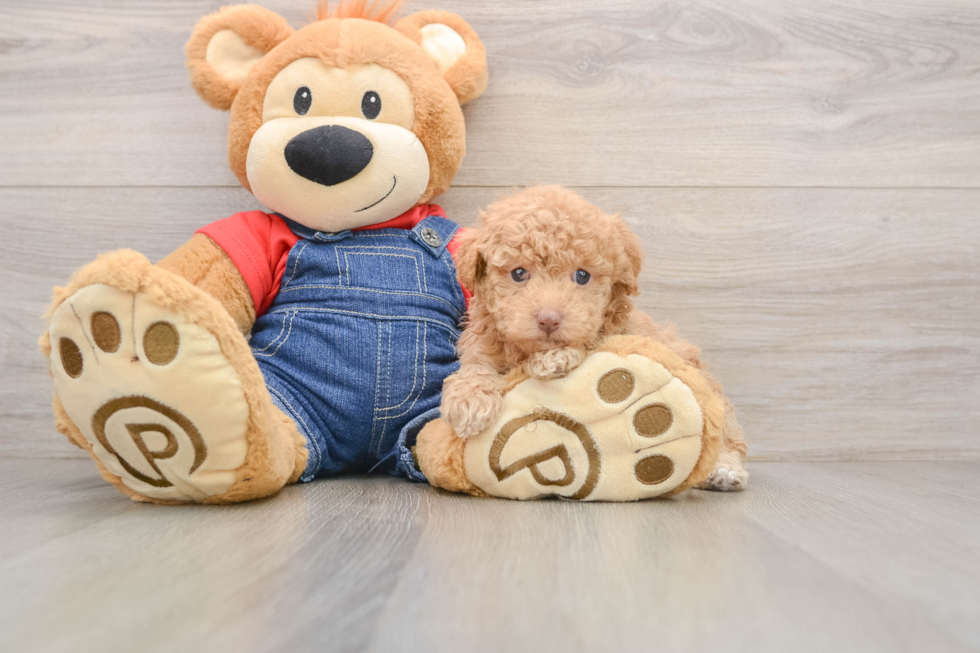 Poodle Pup Being Cute