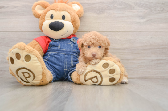 Poodle Pup Being Cute