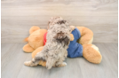 Little Poodle Purebred Pup