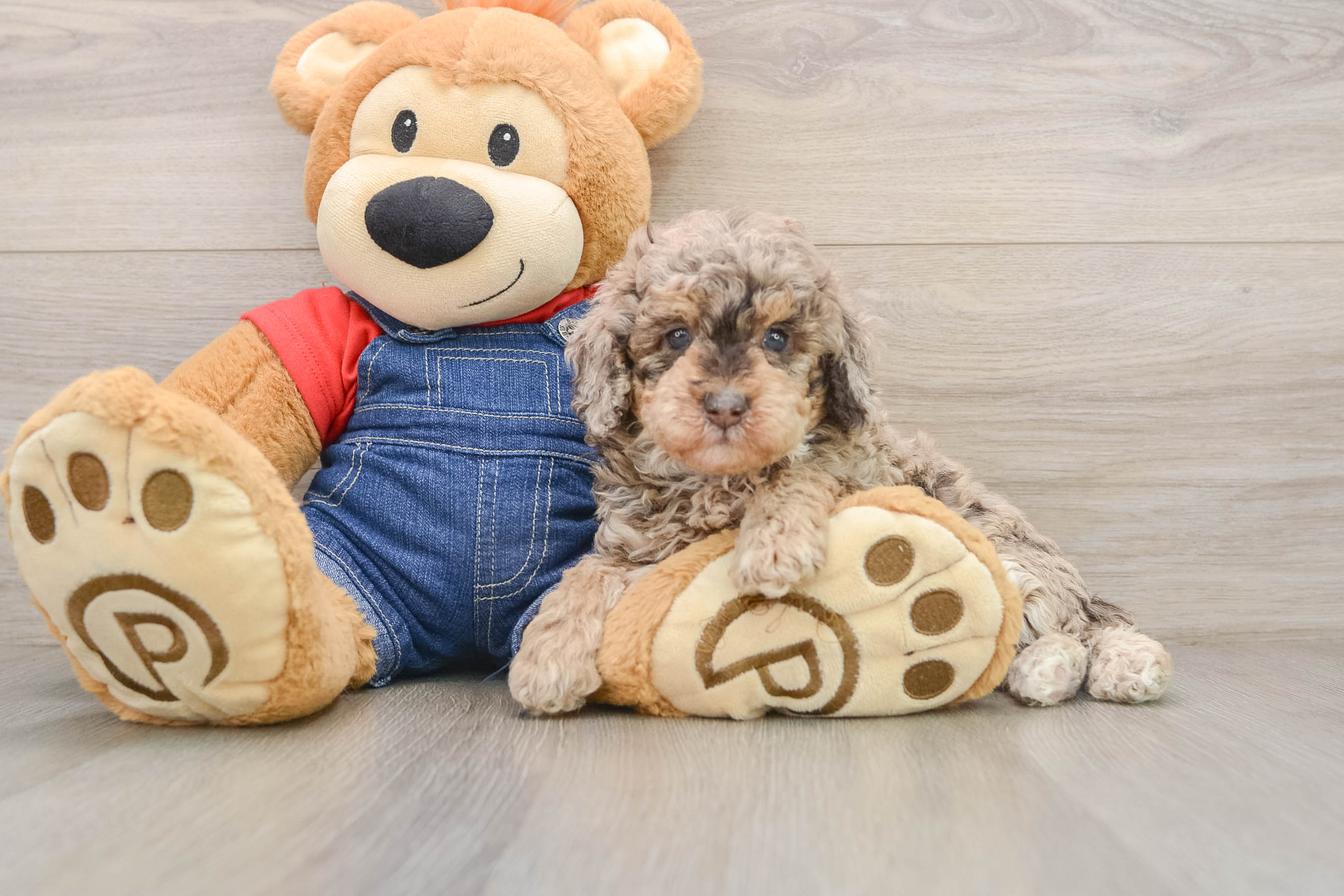 Poodle Pup Being Cute